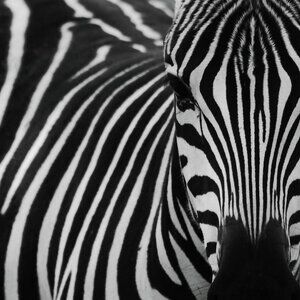 🐶 BARK CLEARANCE SALE 🐶